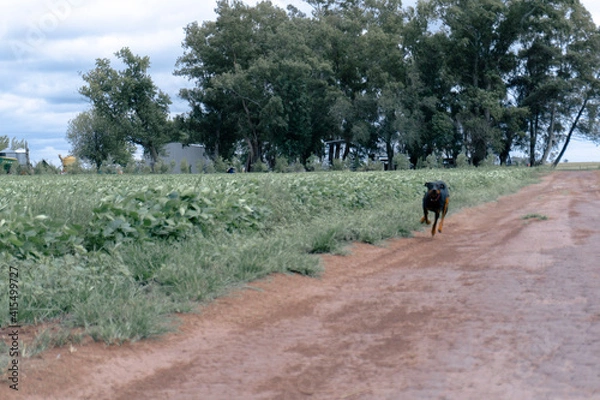 Fototapeta running dog