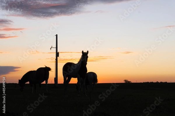 Fototapeta horse on sunset