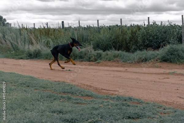 Fototapeta dog running in the field