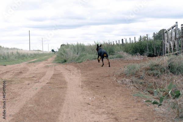 Fototapeta dog running