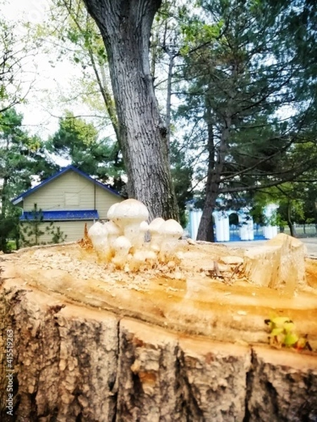 Obraz tree in the forest