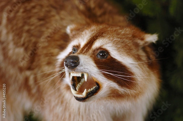 Obraz Kanadyjski borsuk