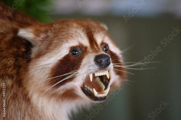 Obraz Canadian Badger