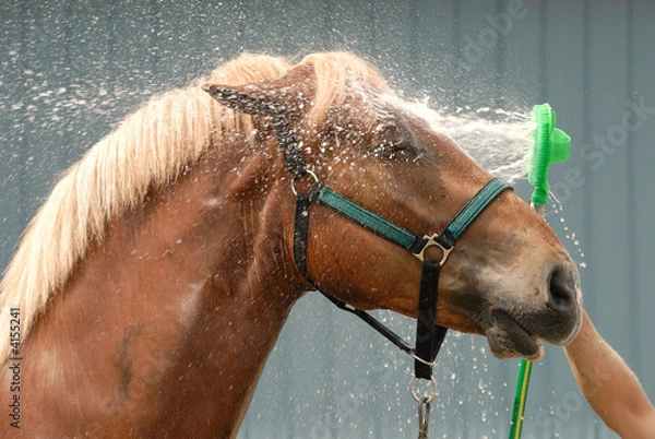 Obraz Myjnia dla koni