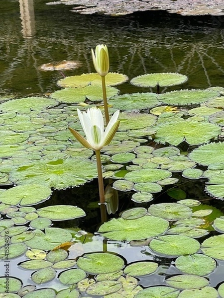 Obraz white water lily