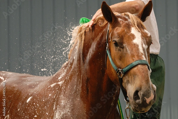 Obraz Horse wash