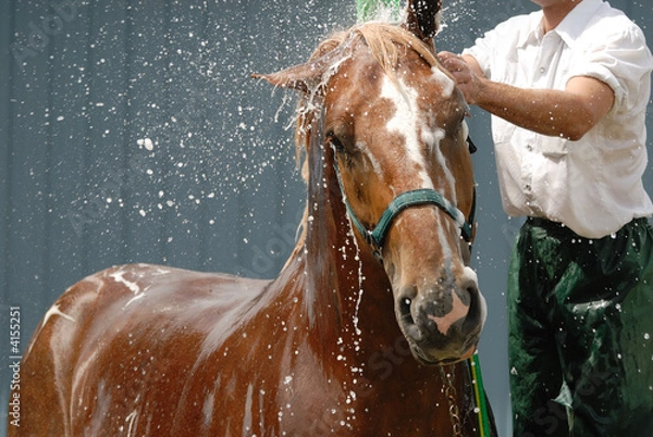 Obraz Mycie koni