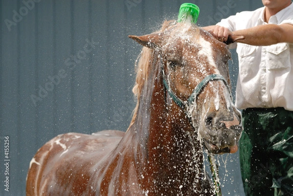 Obraz Horse wash