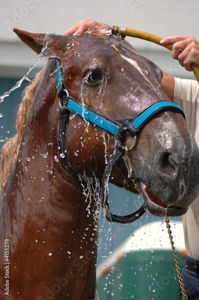 Obraz Horse wash