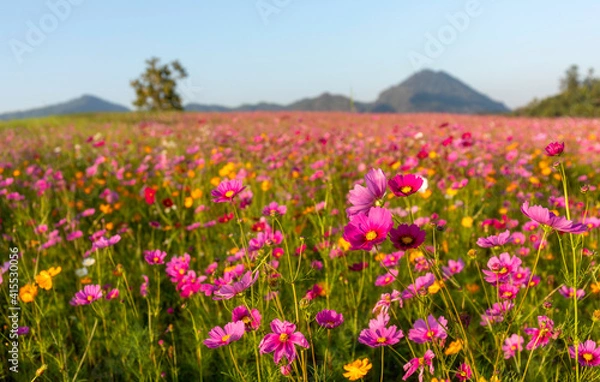 Fototapeta Colourful of cosmos flower blossom field with nature background