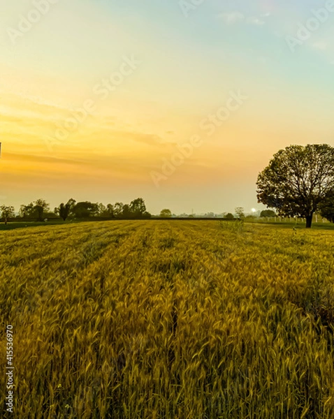 Fototapeta sunset over field