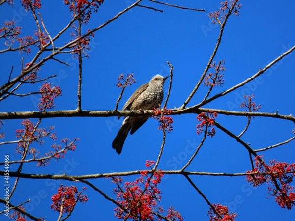 Fototapeta 赤い実を食べに来たヒヨドリ