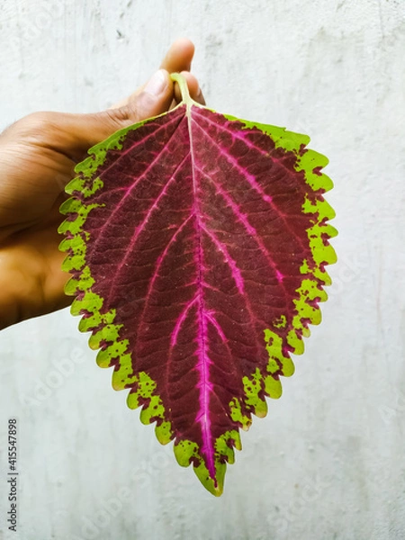 Fototapeta Coleus leaf in white background