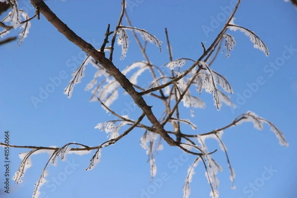 Obraz branches against sky