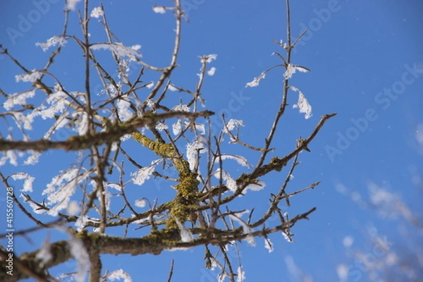 Obraz branches against sky