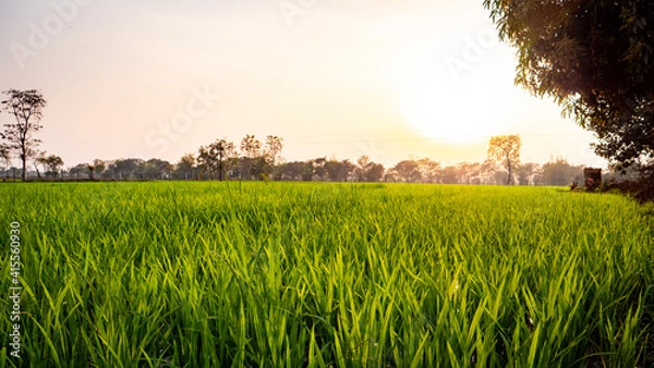 Obraz Sunset over rice field