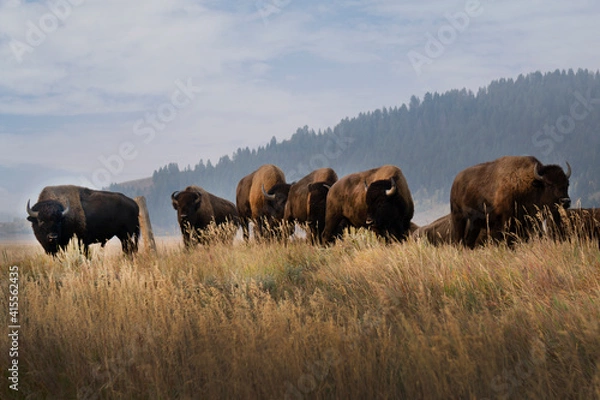 Fototapeta Various photos of bison on Mormon Row in the morning standing on a grassy hill  in Grand Teton National Park in Wyoming.
