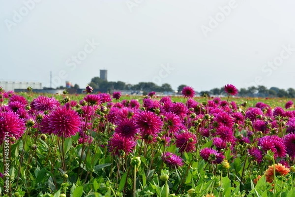 Fototapeta deep pink dahlia flowers in the field in the summer