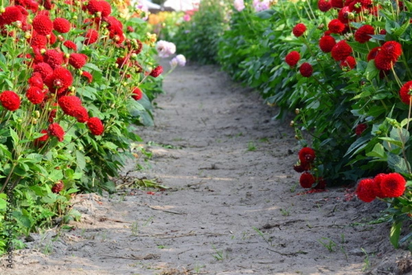 Fototapeta red dahlia on the side walk  with green leave