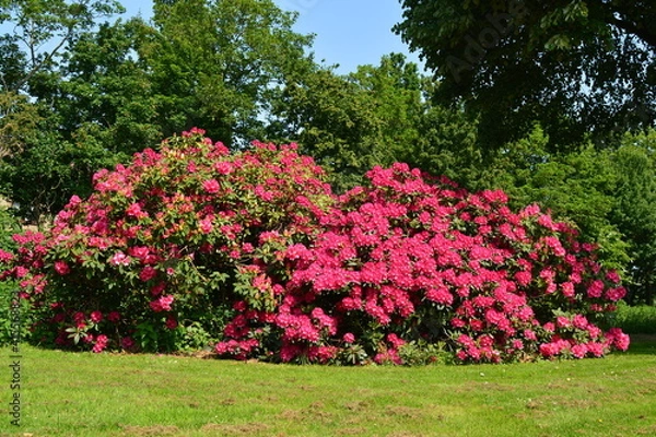 Fototapeta pink rhododendron flowers in the park with tree behind and blue sky