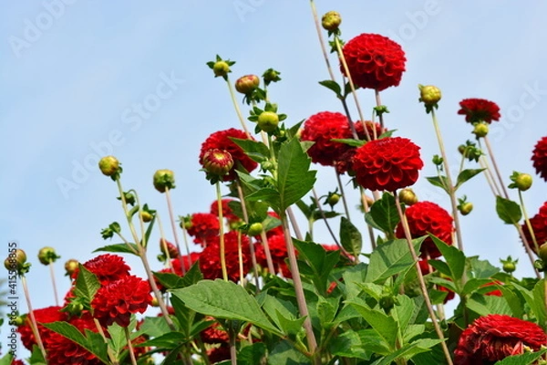 Fototapeta beautiful red dahlia is a genus of tuberous plants in the garden in the summer  with blue sky background