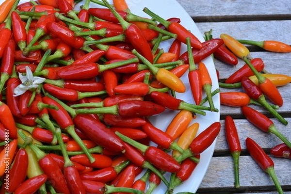 Fototapeta red hot chili peppers in a bowl on the wooden table. very spicy fresh chili organic