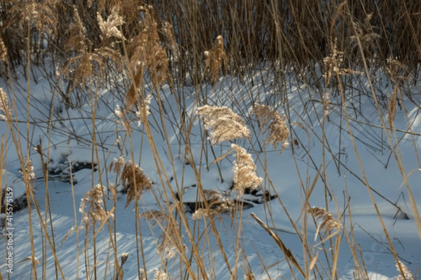Obraz Reed brooms stand in the middle of a frozen swamp.
