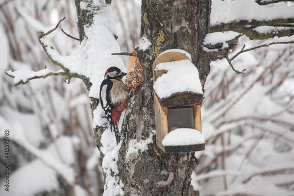 Obraz Buntspecht bei der Futtersuche