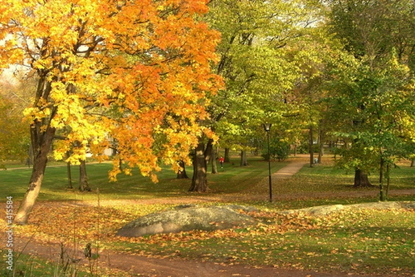 Obraz autumn park