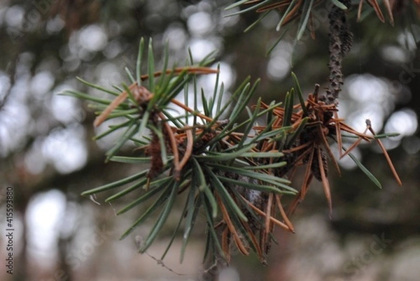 Obraz snow covered pine needles