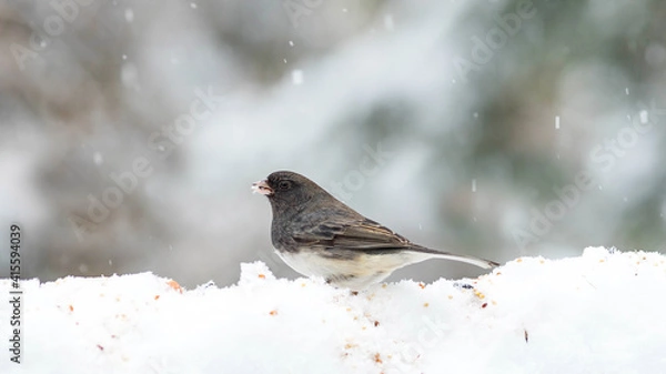 Fototapeta Junco on snow