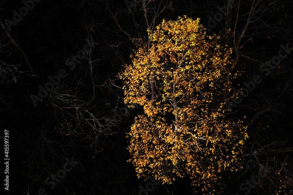 Obraz 晩秋のダケカンバ