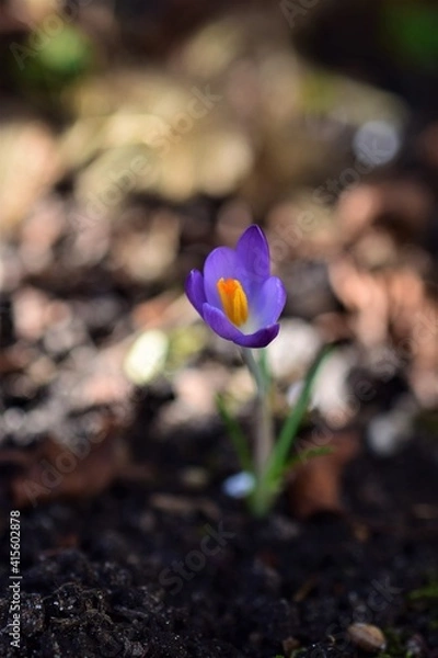 Obraz Purple crocus as a close up against a blurred background