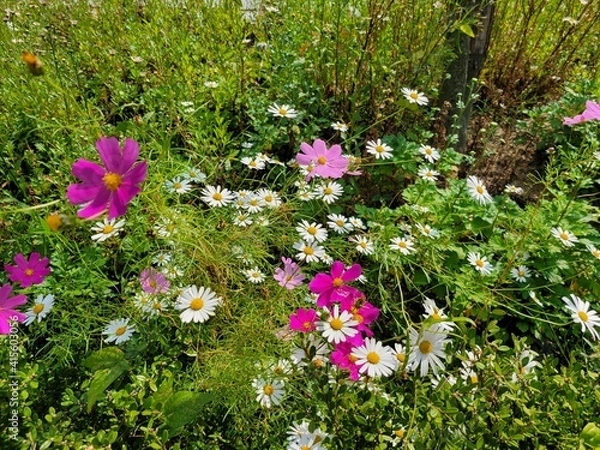 Obraz 가을에 핀 아름다운 코스모스 사진