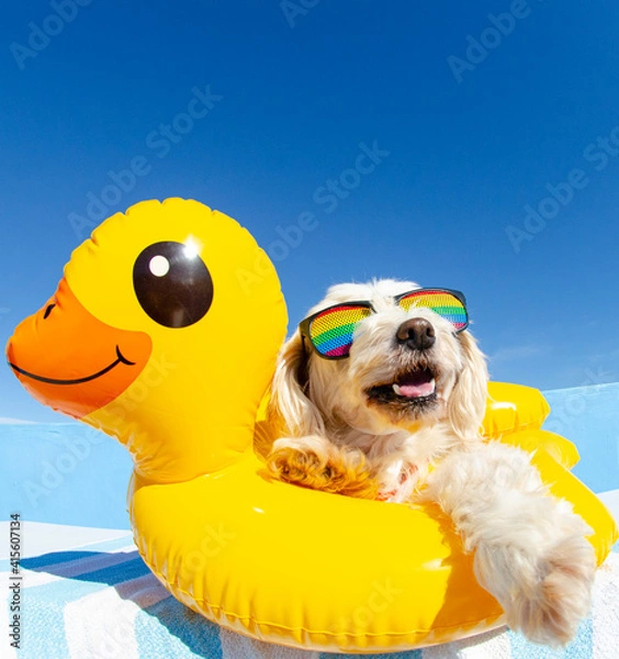 Obraz dog wit sunglasses and floating ring