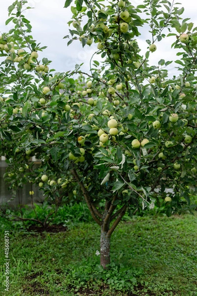 Fototapeta An apple tree covered with sweet apples.