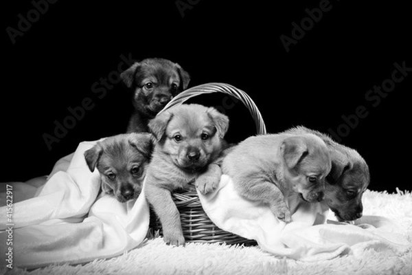 Obraz Group of puppies in a wicker basket on a white blanket. Studio photo on a black background.