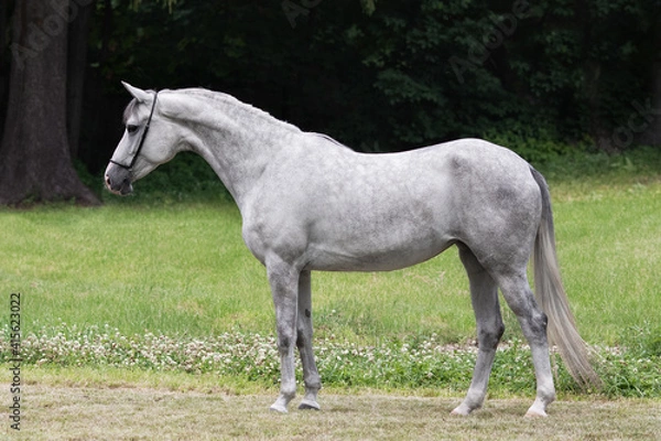 Obraz Gray horse stands on natural summer background, profile side view, exterior