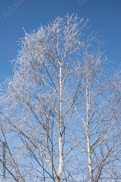 Obraz tree in winter