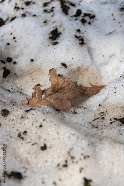 Obraz Leaf in snow