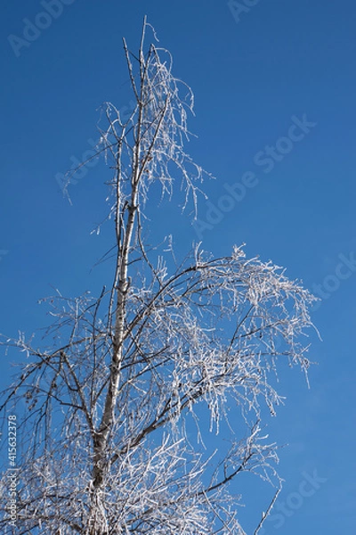 Obraz snow covered tree