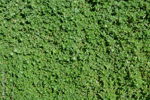 Fototapeta Wild thyme