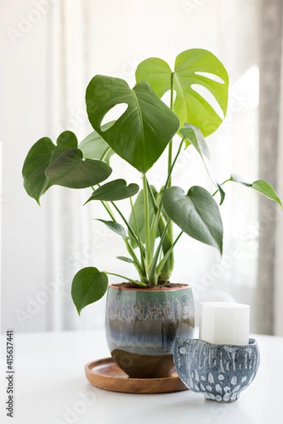 Obraz Monstera plant potted in a pretty ceramic pot next to a little pot with a candle inside.
