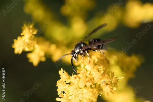 Fototapeta close-up of a yellow jacket wasp on flower