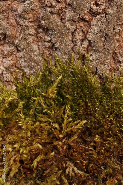 Fototapeta moss on the berk