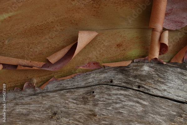 Obraz tree bark texture