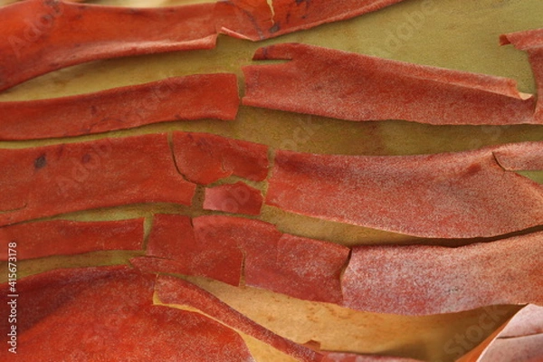 Obraz tree bark texture