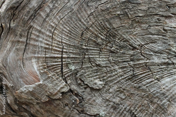 Obraz wood texture