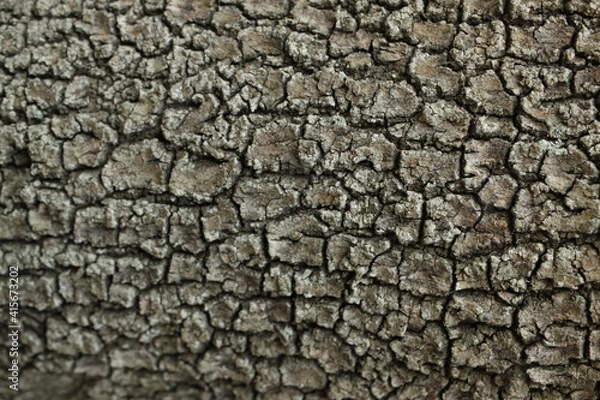 Obraz tree bark texture
