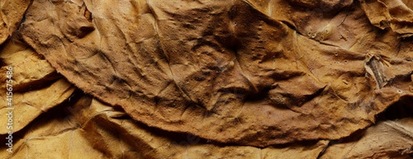 Fototapeta Moldy tobacco leaves. Dried shredded Nicotiana Tabacum leaves. Panoramic macro image, hi-res banner.